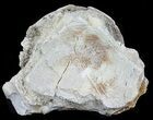 Fossil Brontotherium (Titanothere) Vertebrae - South Dakota #60650-1